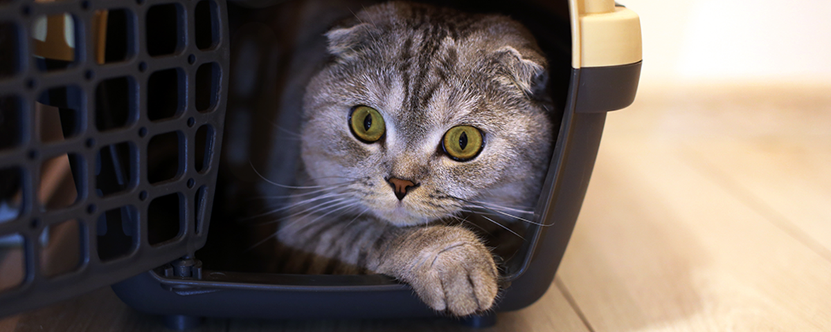 Moving with a cat
